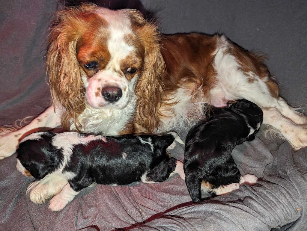 chiot Cavalier King Charles Spaniel Des Lutins Des Fleurs D'anges