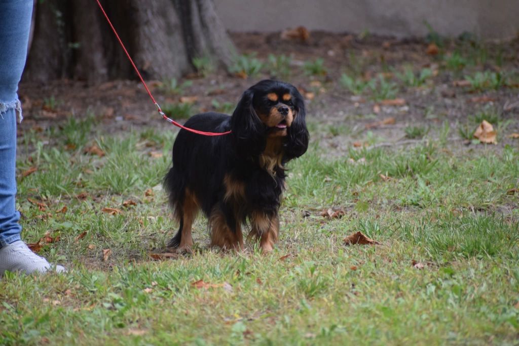 Saillie disponible very go trip of sweet little kings