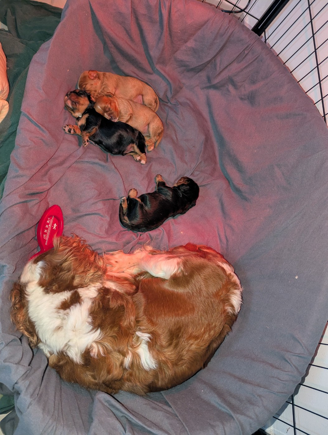 Bébés nés le 15 décembre