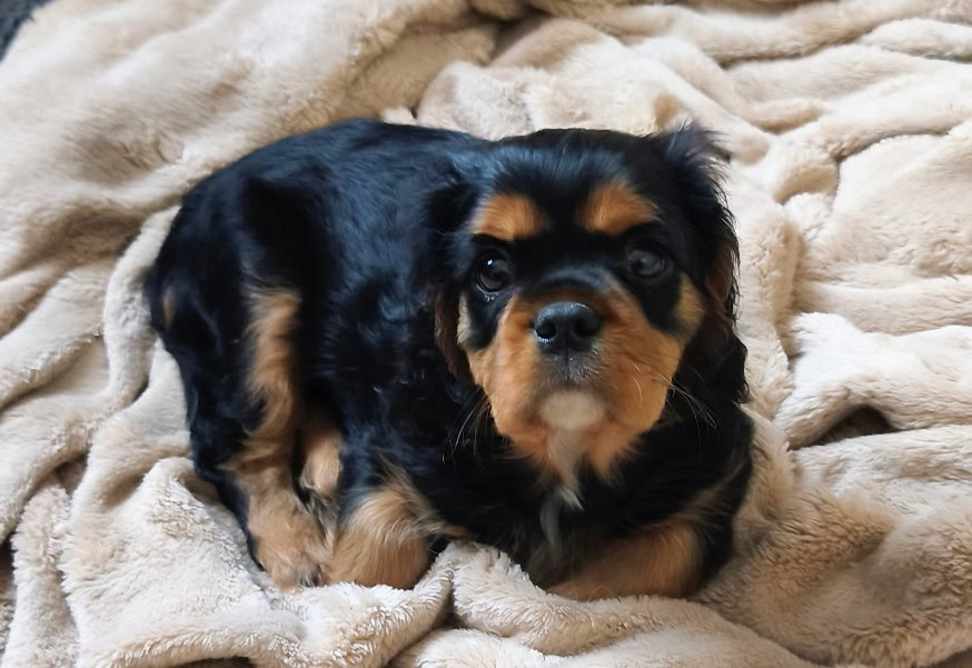 Aiko1 male noir et feu