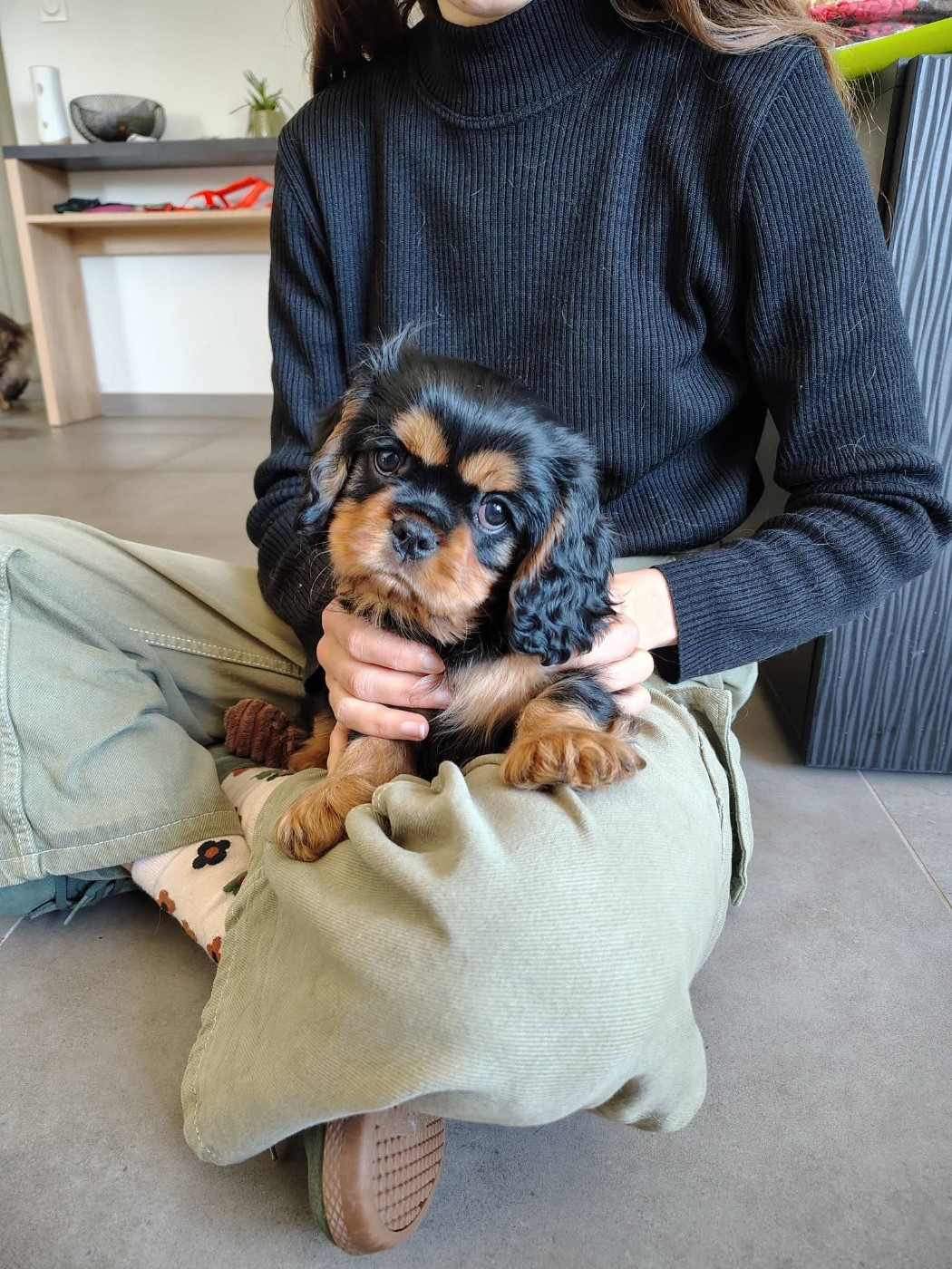 Bailey petit male disponible noir et feu
