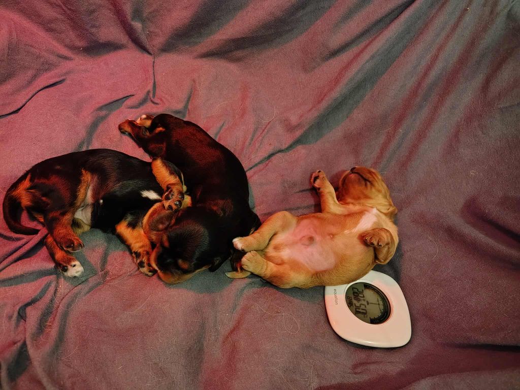 A réserver 1 male et 2 femelles