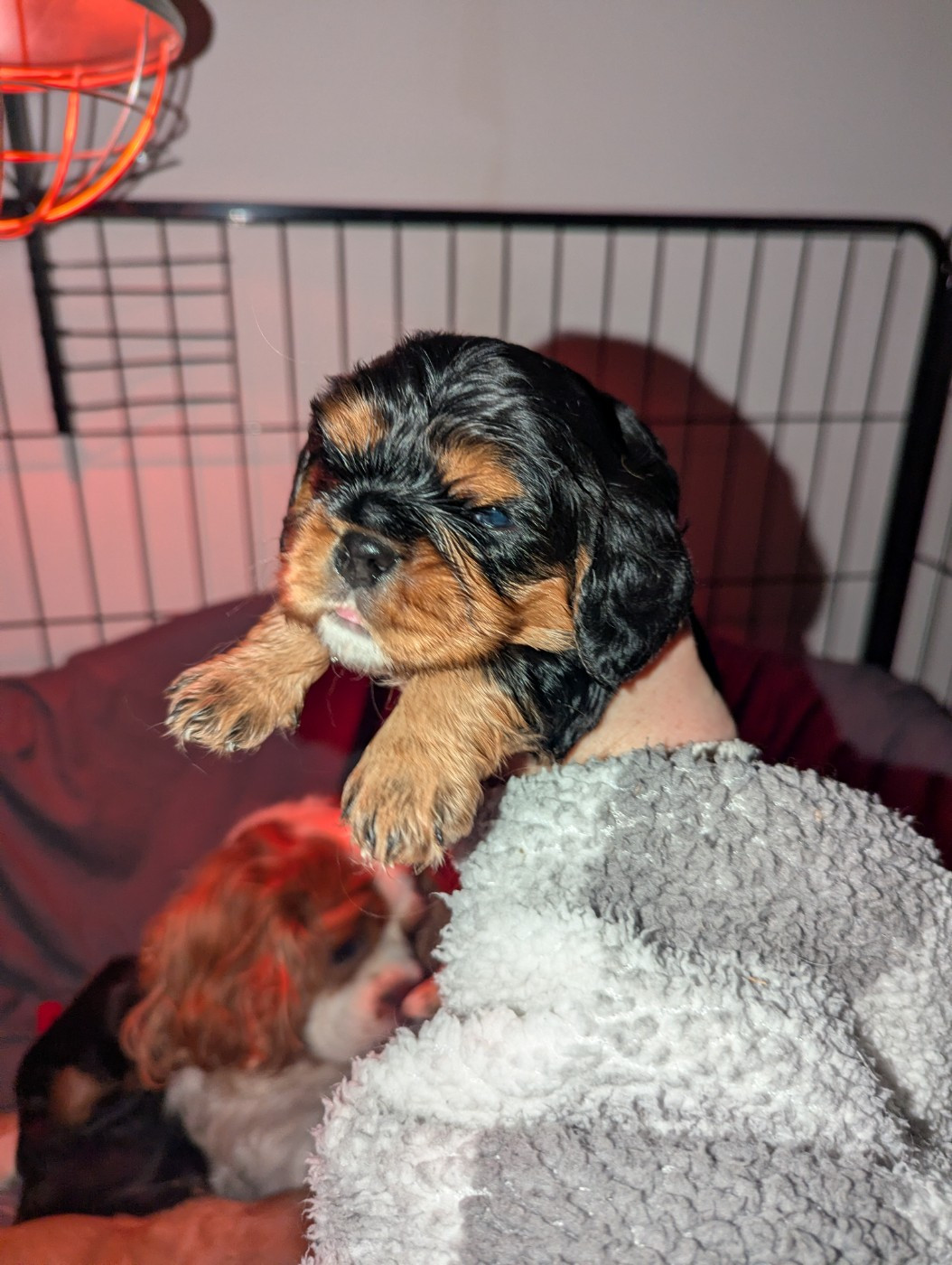 Des Lutins Des Fleurs D'anges - Chiots disponibles - Cavalier King Charles Spaniel