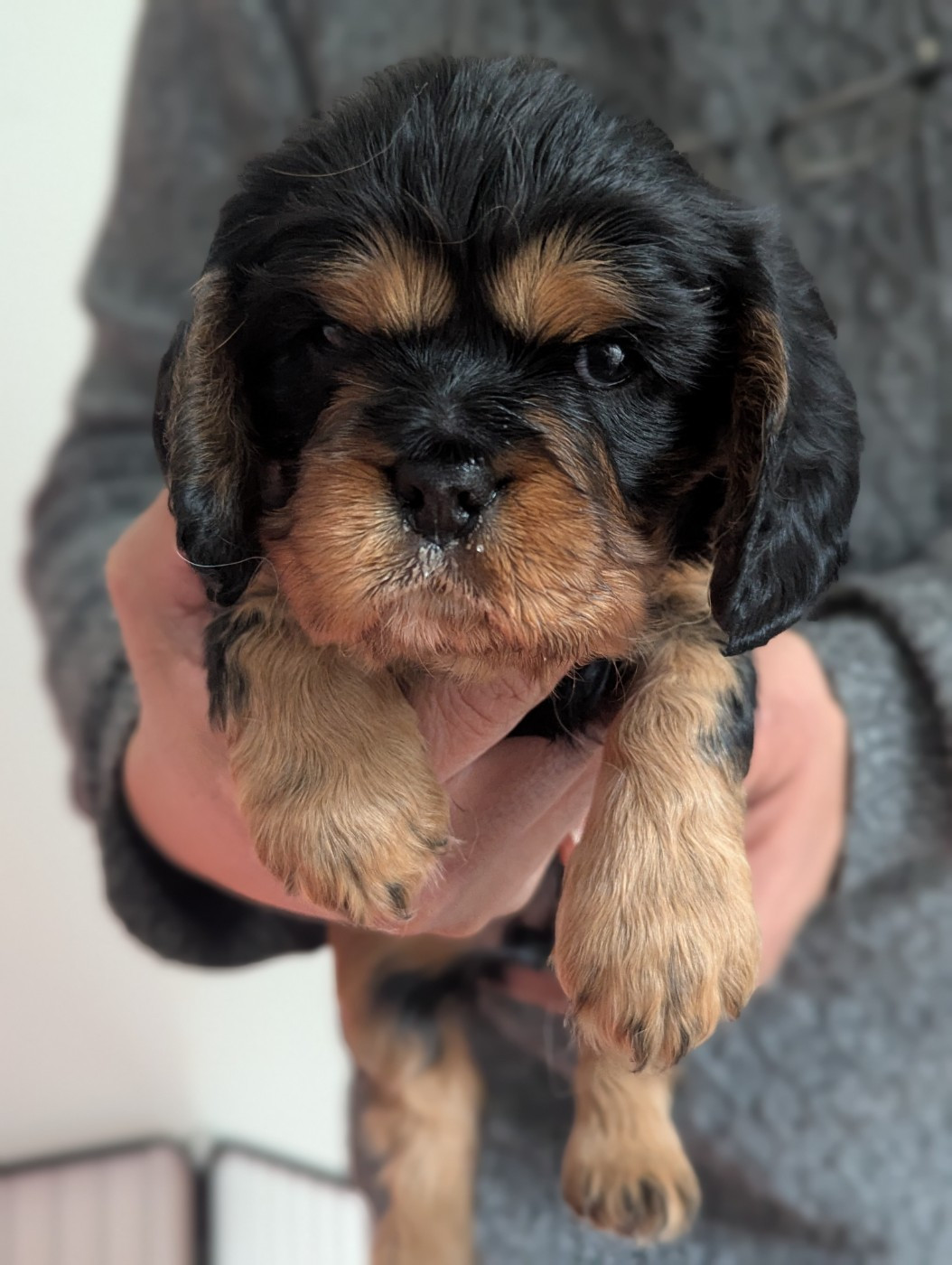 Des Lutins Des Fleurs D'anges - Chiots disponibles - Cavalier King Charles Spaniel