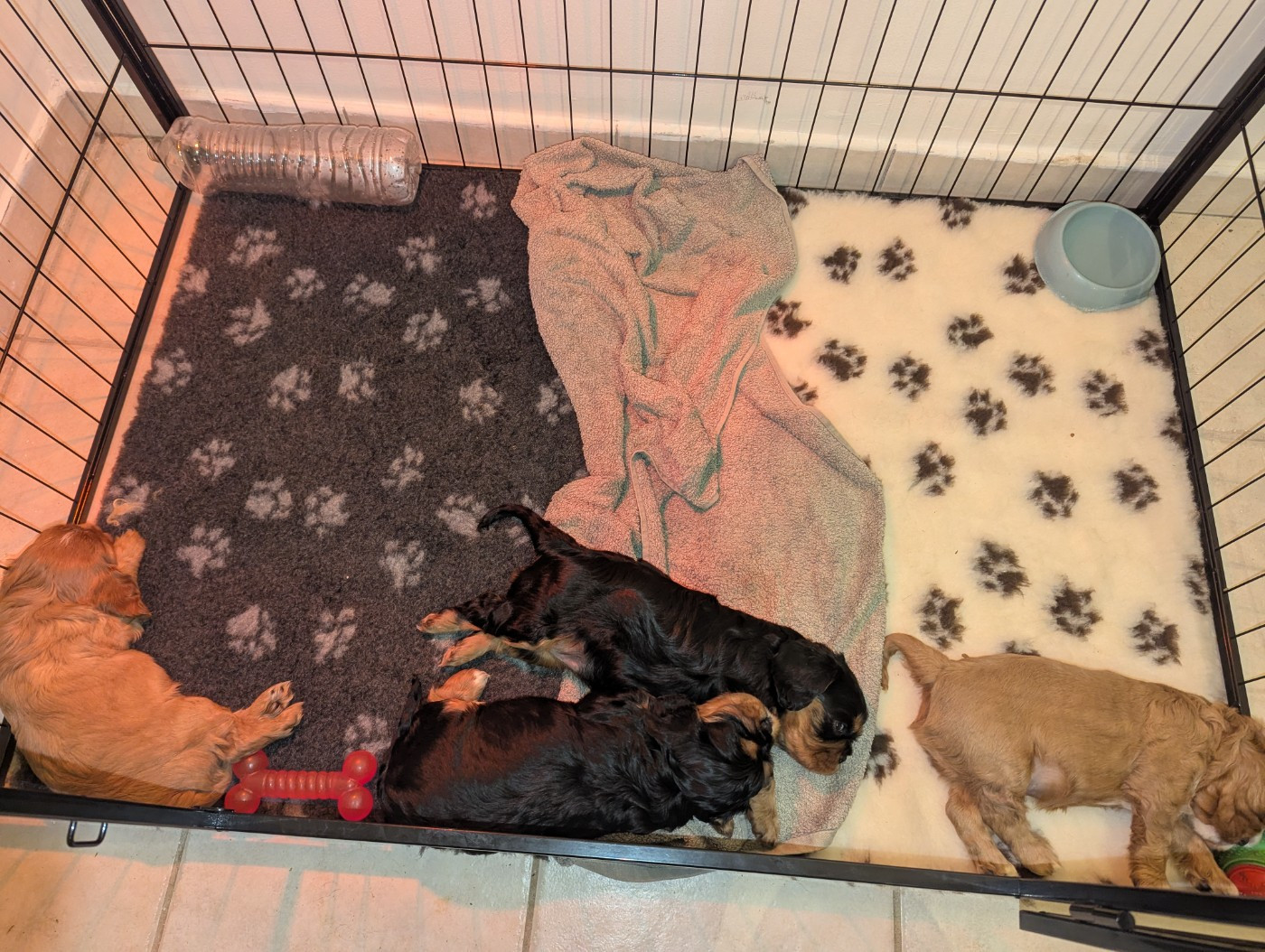 Chiot Cavalier King Charles Spaniel Des Lutins Des Fleurs D'anges