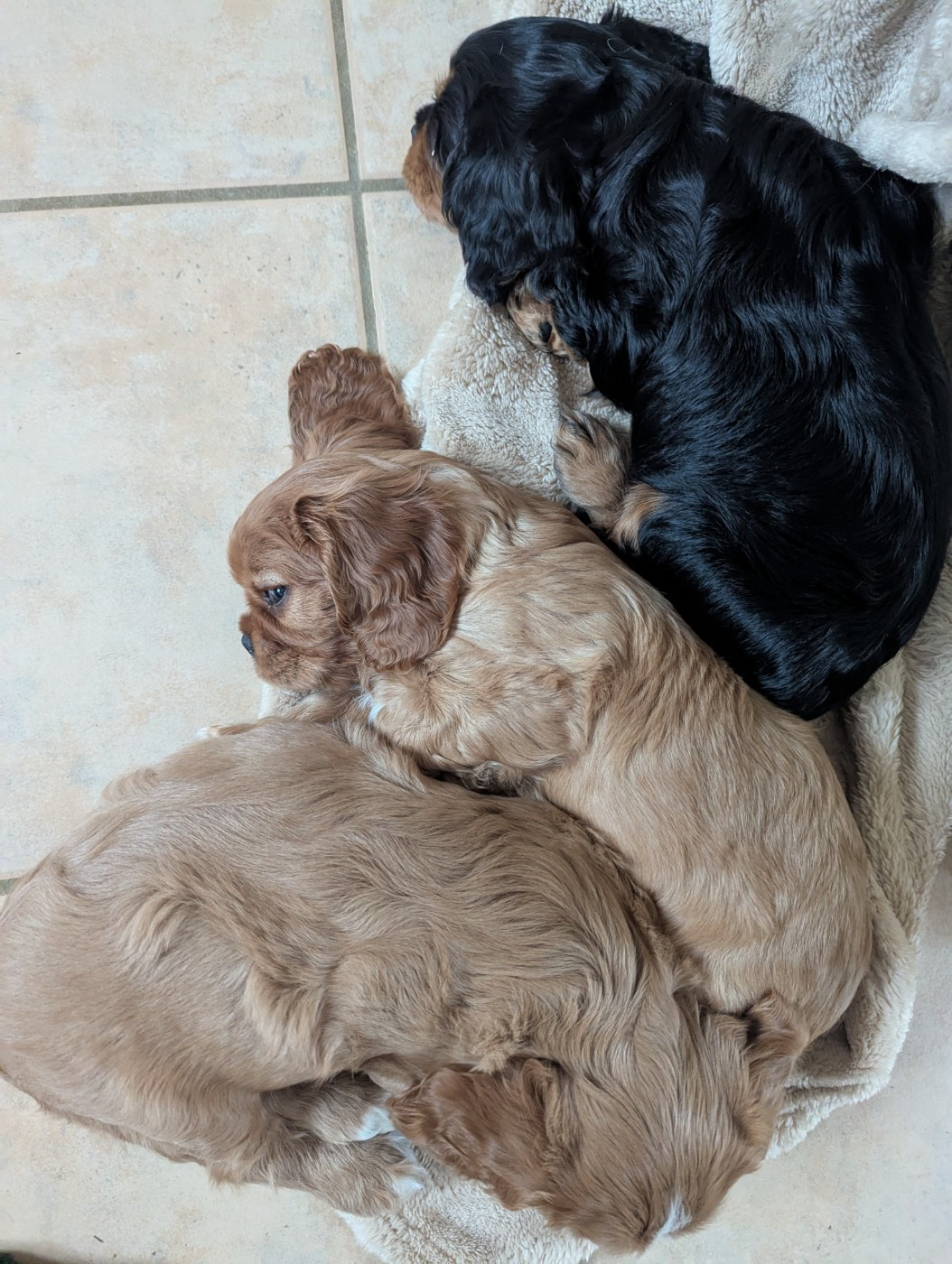 Des Lutins Des Fleurs D'anges - Cavalier King Charles Spaniel - Portée née le 15/12/2025